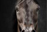 Dulce Sueño, el caballo más caro de Colombia: ¿quién es el dueño?