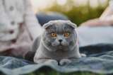 Claves para entender qué quiere decir mi gato