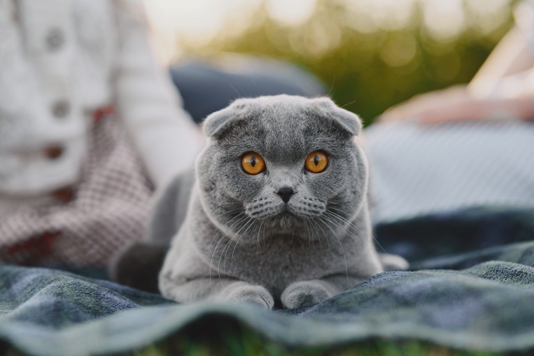 ¿Cómo saber si un gato está triste?