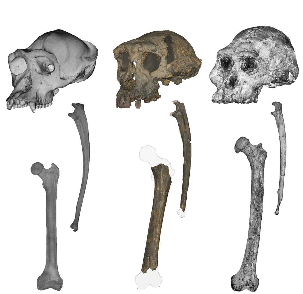 MADRID, 02/01/2026.- Cráneos, cúbitos y fémures (de izquierda a derecha) de un chimpancé, un Sahelanthropus y un Australopithecus. Sahelanthropus tchadensis se consolida como el antepasado humano más antiguo que caminó a dos piernas. Aunque sus huesos, de hace 7 millones de años, tienen un tamaño y forma similar al de los simios, su proporción es más parecida a los homínidos, según avanza una investigación recogida en Science Advances. El trabajo, liderado por varios centros de investigación estadounidenses, se basa en un nuevo análisis combinado de dos cúbitos parciales y un fémur de Sahelanthropus tchadensis, una especie descubierta en lo que hoy es el desierto de Djurab (Chad) a principios de la década de 2000, y en torno a la cual hay un gran debate sobre si era o no bípeda. EFE/Scott Williams/NYU y Jason Heaton -SOLO USO EDITORIAL/SOLO DISPONIBLE PARA ILUSTRAR LA NOTICIA QUE ACOMPAÑA (CRÉDITO OBLIGATORIO)- NO VENTAS
