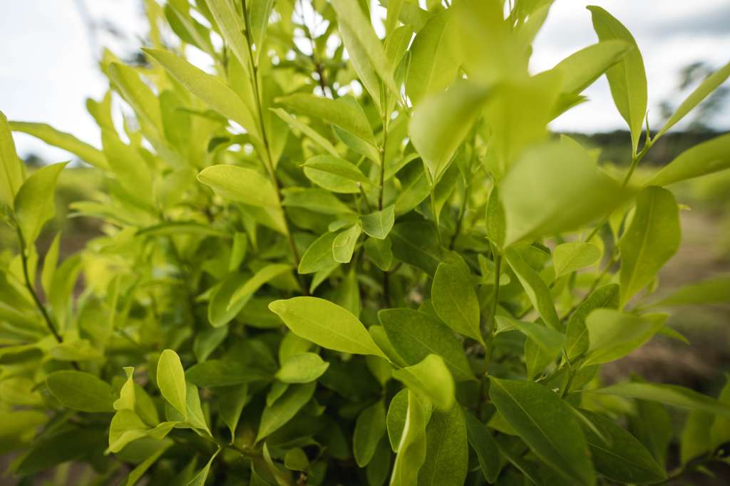 hoja de coca en Tibú- Catatumbo