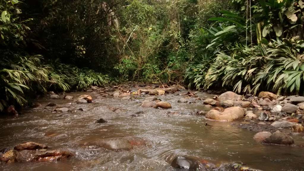 Quebrada La Concordia, donde fueron obtenidos los ejemplares en la Serranía de Los Yariguíes.