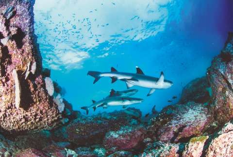 El crítico panorama de los tiburones y las rayas en los arrecifes de coral