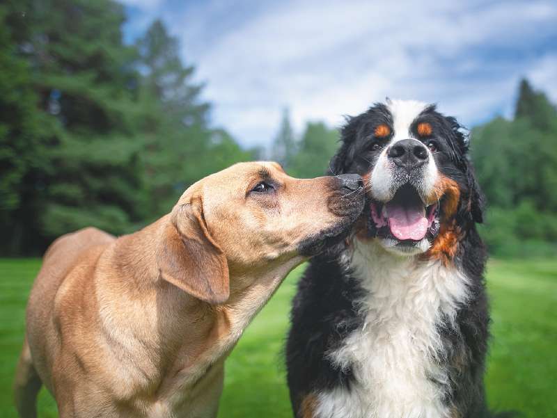 Entre todos podemos velar por la protección de nuestros animales y prevenir que sean víctimas de estas situaciones que puedan afectar su bienestar e integridad.