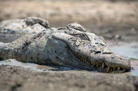 Aves, caimanes y mamíferos luchan contra el fuego en el mayor humedal del mundo
