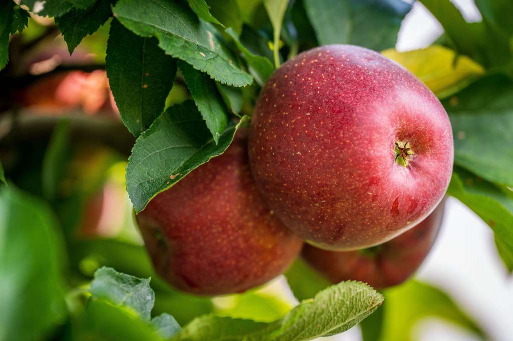 manzana
