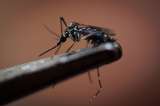 Todos hablan de la fiebre amarilla, pero ojo con el dengue: hay varios brotes