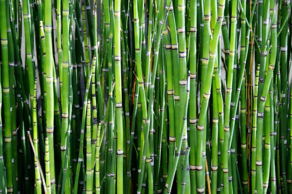Foto de plano cerrado que muestra los tallos de árboles de bambú verdes.