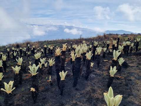 Recuperación del páramo de Berlín es positiva seis meses después de los incendios