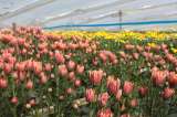 Flores para San Valentín: curiosidades y datos de la floricultura colombiana
