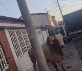 Video: toro se escapó del camión que lo transportaba y ahora piden su libertad
