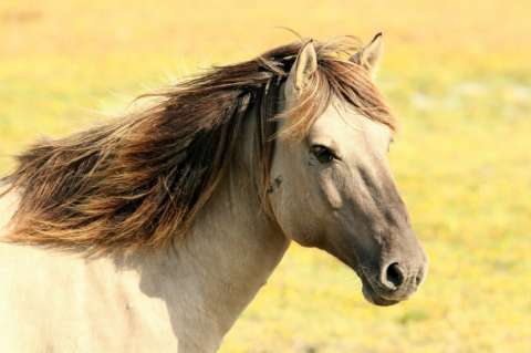 Terror en Francia:  cerca de 30 caballos han sido mutilados y asesinados este año