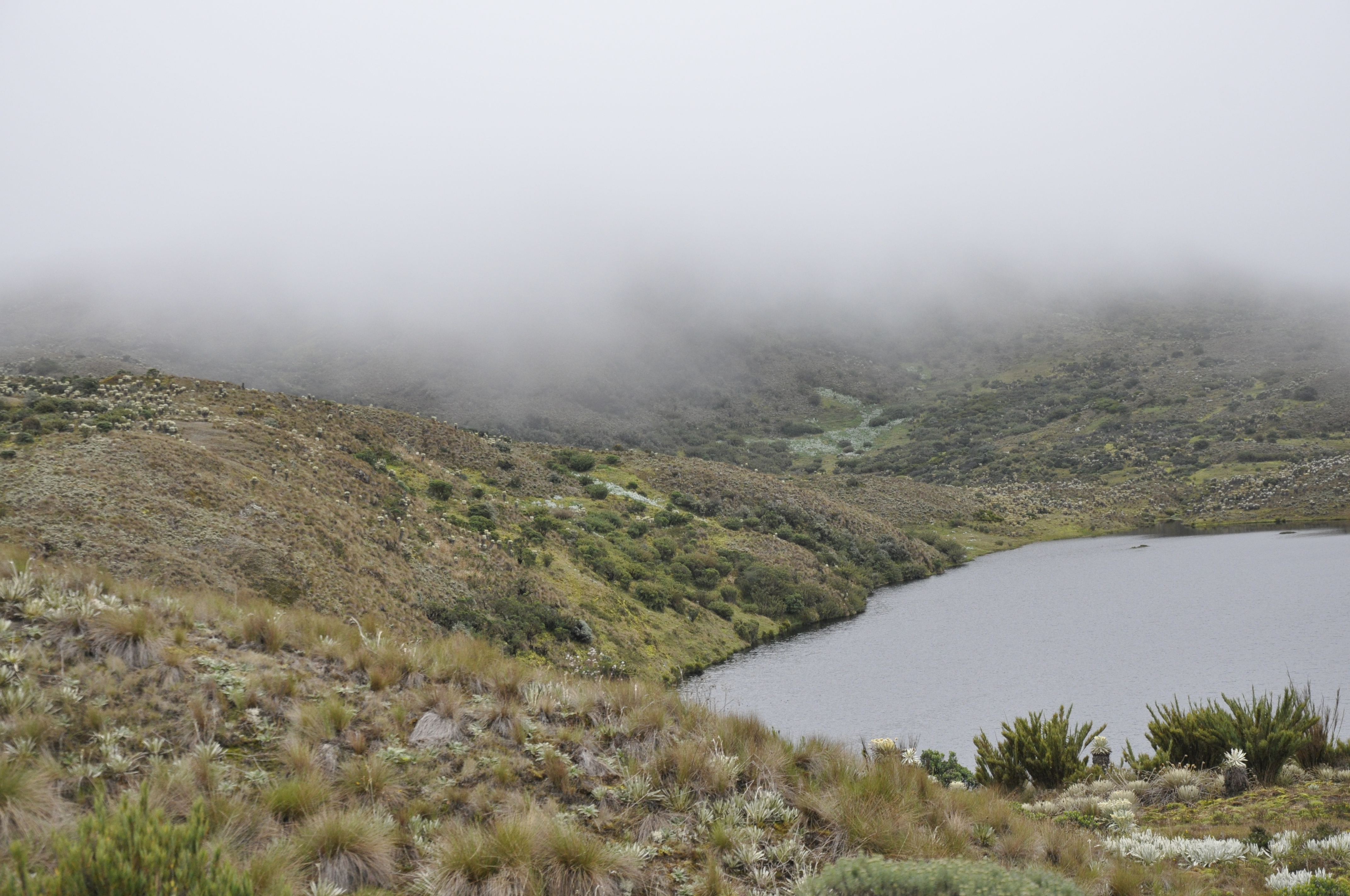 La rana fue encontrada cerca de un cuerpo de agua en el páramo de Siscunsí, Boyacá.