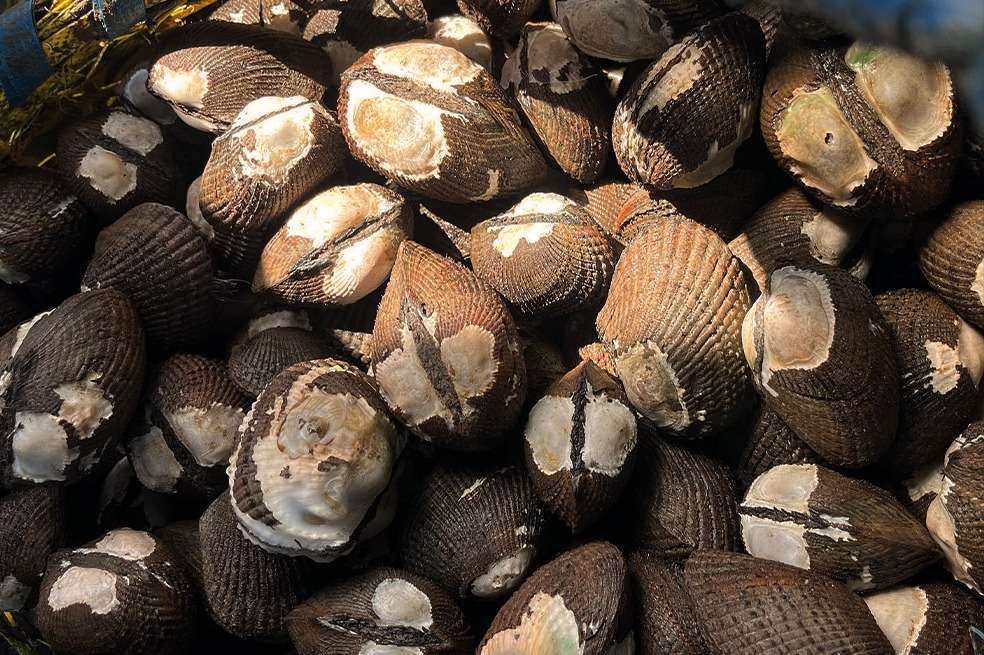 Piangua