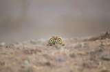 Los finalistas del concurso de fotografía cómica de fauna silvestre
