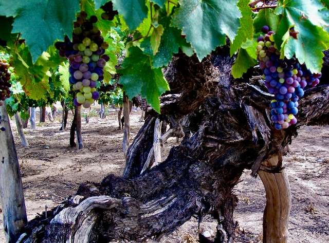 Durante años, los investigadores notaron que casi todas las uvas silvestres eran oscuras, es decir, cargadas de antocianinas. En cambio, muy pocas exhibían hollejos claros. / Hugo Sabogal