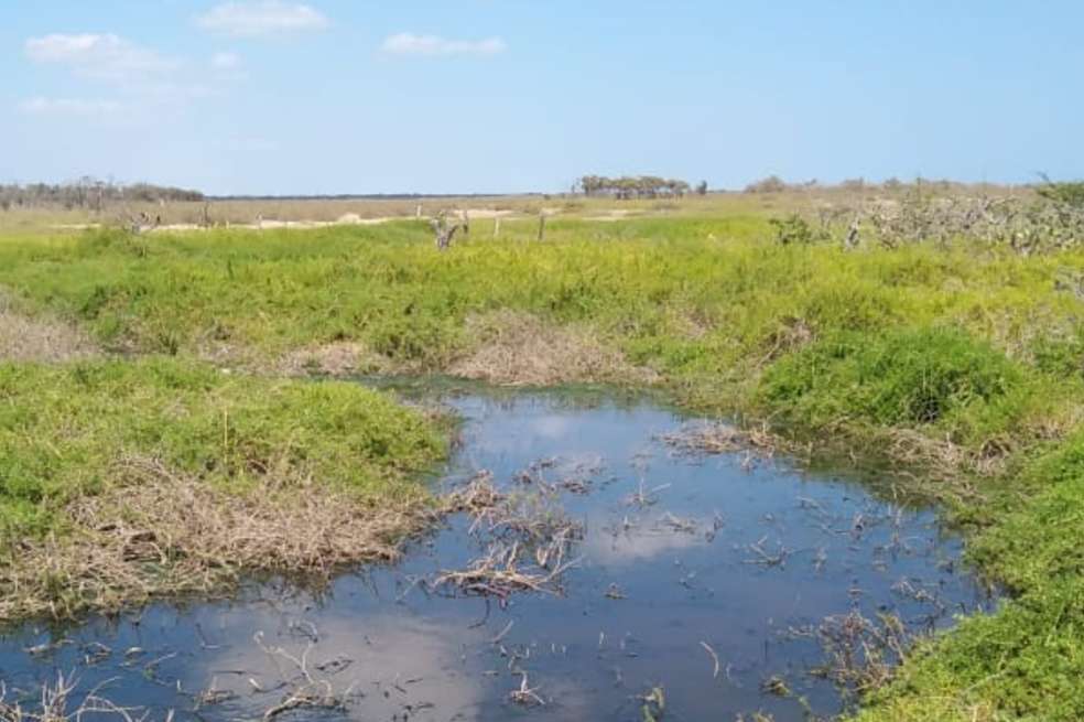 Las familias que no cuentan con los recursos para comprar el agua que traen los carrotanques se ven obligadas a consumir aguas no tratadas.