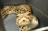 Colombiano tenía como mascota a una de las serpientes más grandes del mundo