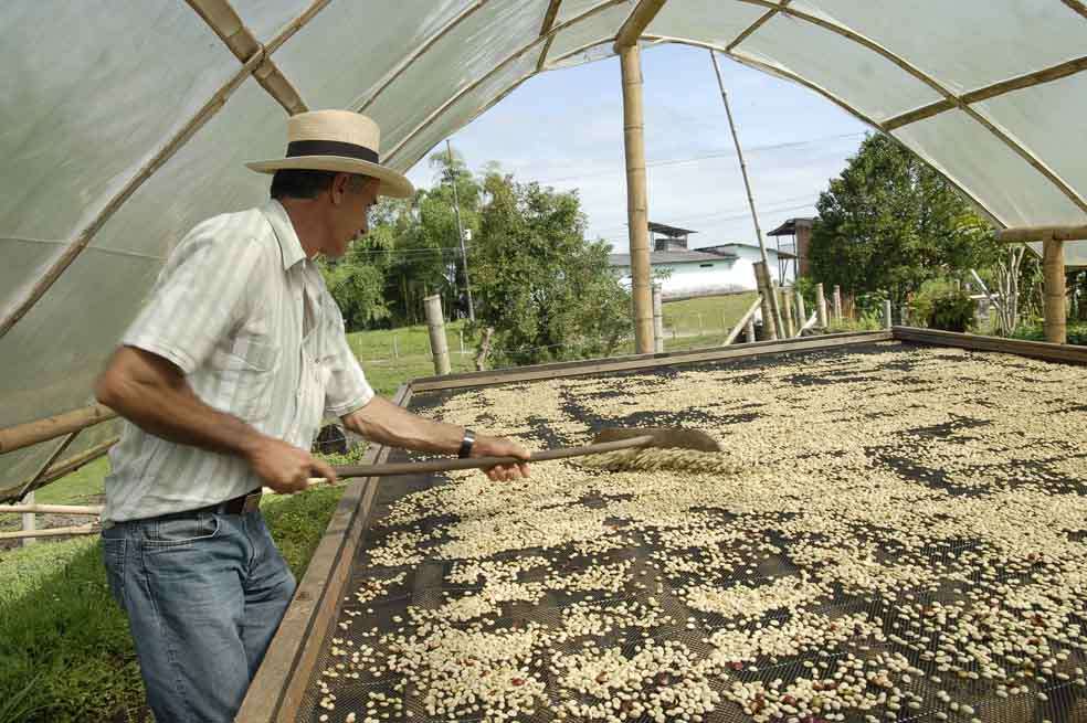 Cerca de 380.000 cafeteros del país se han beneficiado con los apoyos estatales desde octubre de 2012. / David Campuzano