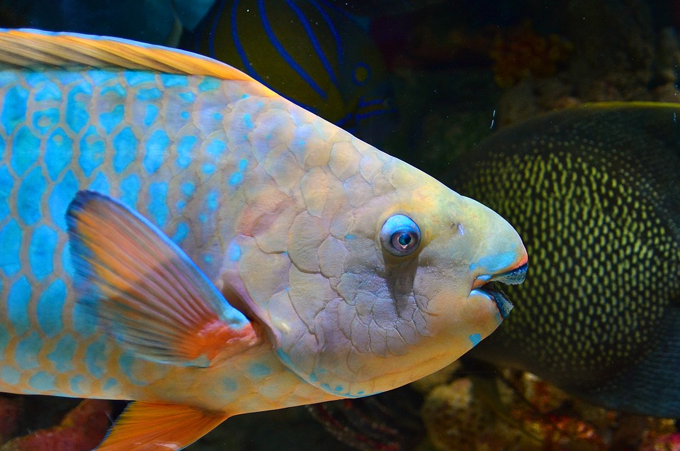 El pez loro se encuentra en abundancia en los arrecifes tropicales de los océanos de todo el mundo. Hay unas 80 especies identificadas, cuyo tamaño va desde menos de 30 a 120 centímetros de longitud. / BiosPhera