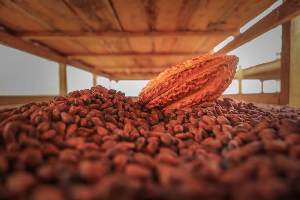 Cacao de San Vicente del Caguán, Caquetá