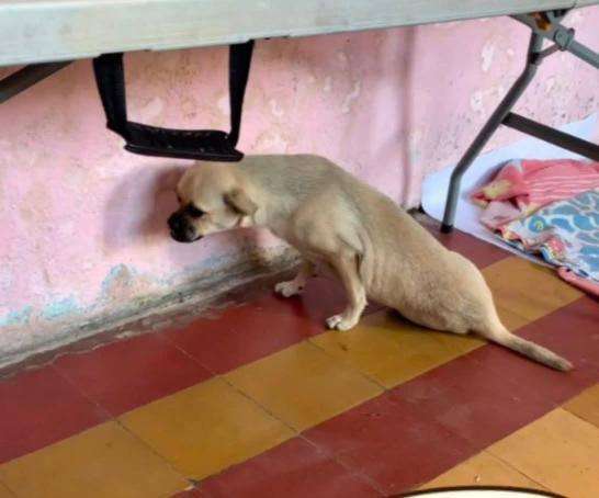 Piden ayuda para Zoe, perrita atropellada en el Amazonas que hoy no puede caminar