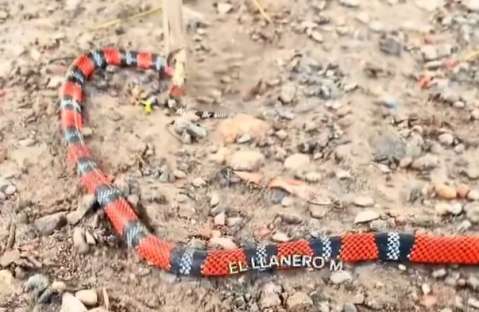 Investigan a creador de contenido que se grabó quemando viva a una serpiente