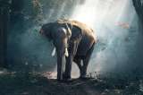 Soñar con animales: descubre su mensaje secreto