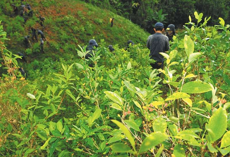 Colombia es el primer productor de hoja de coca del mundo, con cerca de 96 mil hectáreas sembradas, según la ONU.  / Archivo