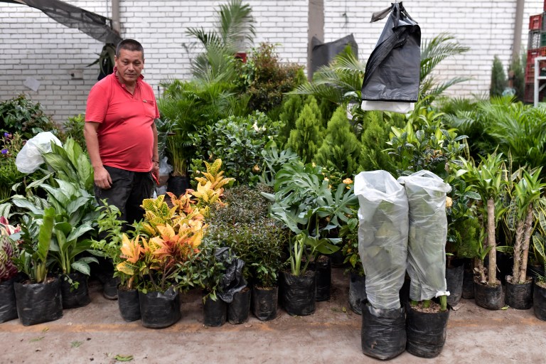 Sección de plantas grandes en macetas, las cuales se dividen en plantas tropicales, arbustos, palmeras y plantas con follaje verde oscuro.