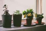 Seis flores y plantas de interior para regalar en el Día de la Madre