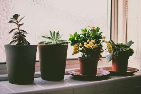 Seis flores y plantas de interior para regalar en el Día de la Madre