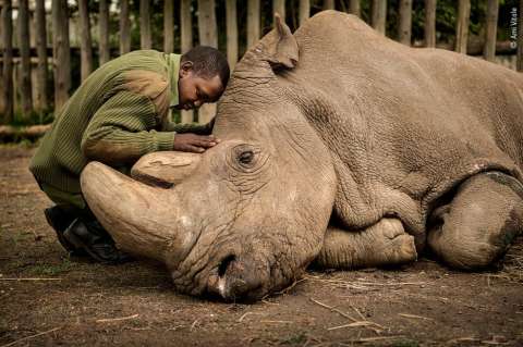 Crean embriones para salvar de la extinción al rinoceronte blanco del norte