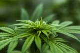 El reto de generar la demanda de la marihuana medicinal