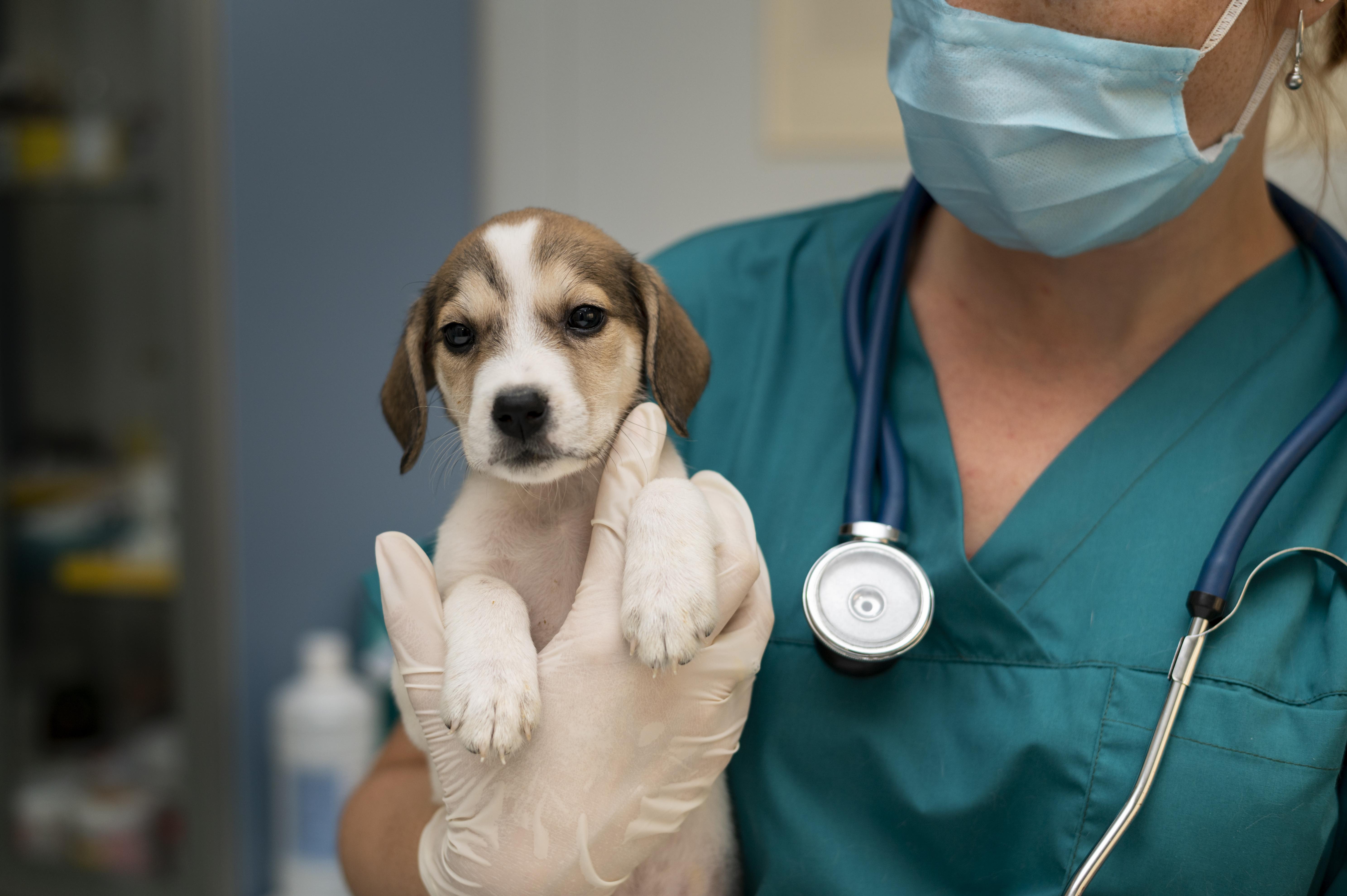 Esta es la forma correcta de llevar un perro al veterinario: cinco errores comunes