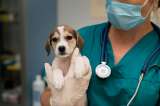 ¿Cada cuánto debe ir una mascota al veterinario aunque “se vea sana”?