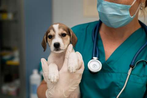 Esta es la forma correcta de llevar un perro al veterinario: cinco errores comunes
