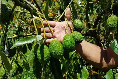 “En Colombia los cultivos pasan hambre”: Procultivos de la Andi