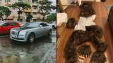 Insólito: estafadores de seguros se visten de oso para destrozar sus Rolls Royce