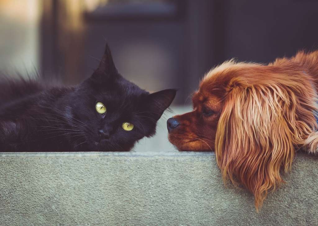 ¿Qué raza de perro es más compatible con niños y gatos?