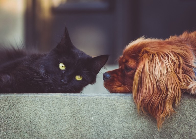 El acompañamiento de mascotas durante casos de acoso escolar