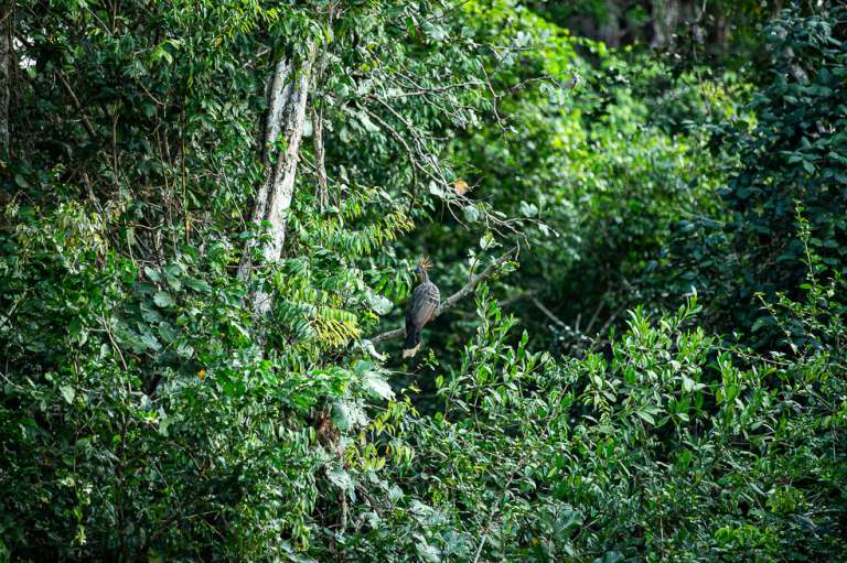 La fauna y la flora de la zona es de las más buscadas por expertos en el tema.