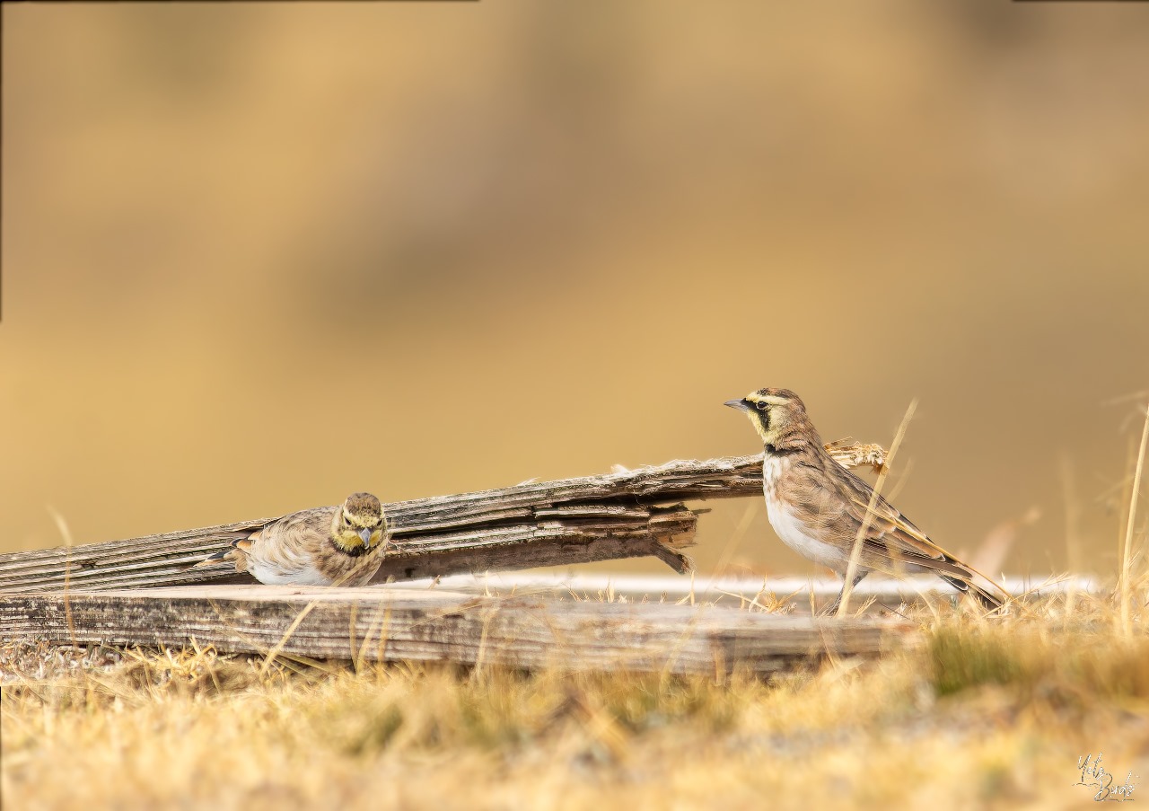 La CAR anunció que biólogos de la entidad reportaron el avistamiento de individuos de alondra cornuda (Eremophila alpestris peregrina), especie en peligro crítico de extinción. Las aves fueron vistas en la vereda Panamá, en zona rural del municipio de Soacha.