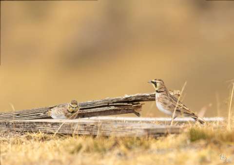 Alondra Cornuda, especie en peligro crítico de extinción, fue vista en Soacha