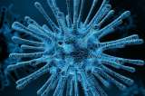Los virus interactúan "socialmente" entre ellos para evadir al sistema inmunitario