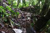 Capturan imágenes del Jaguarundi, uno de los felinos menos conocidos de Colombia