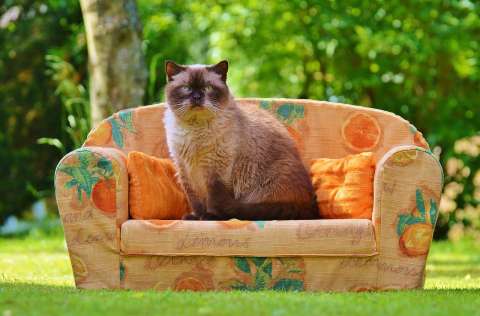 Elimina el olor a orina de gato del sofá con estos sencillos trucos caseros