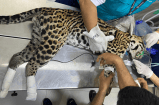Atropellan a ocelote en vía de Villavicencio: un llamado a reducir la velocidad
