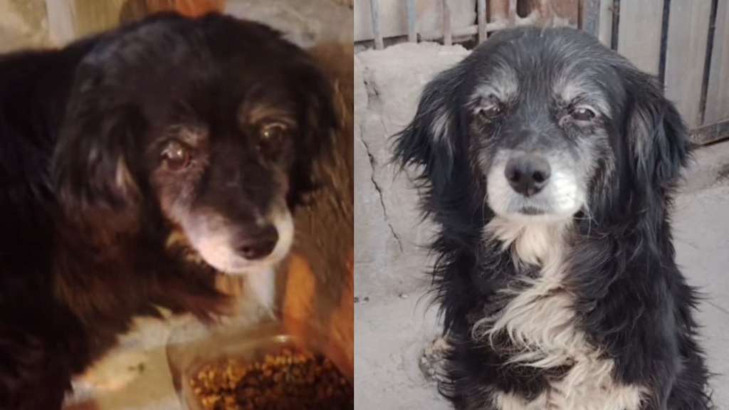 Tata, un perrito que fue abandonado por su familia en Chile.
