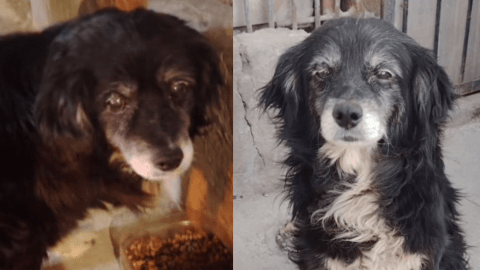 A Tata lo abandonaron frente a su casa y esperó años bajo la lluvia: “creyó que volverían”